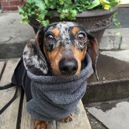 WoofCompanion's profile picture. We teach responsible dog ownership!