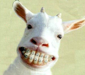 dentilla's profile picture. 