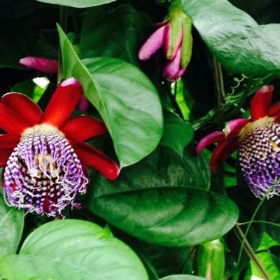 annecarroll86's profile picture. English teacher.