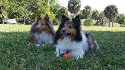 gayecollins's profile picture. Proud Navy brat, wife of USMC Vietnam vet/USSS, and mom to two Shelties. Realtor of 43 years, avid golfer, and lover of music. Blessed to be Made in America!