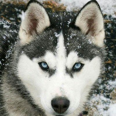 montanagalland's profile picture. 