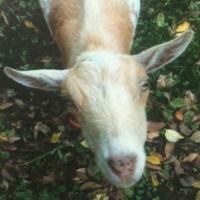 Korbelle (@juliibear1) 's Twitter Profile Photo