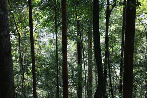 Indonesia environmental news in English and Bahasa