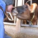 Kendra Sims - @dairydoc_sims - Twitter