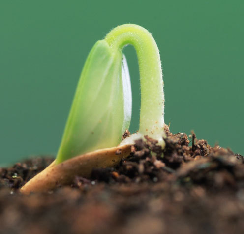 hugatree's profile picture. Mother. Wife. Sister. Friend. Gardener. Hiker. Snowshoer. Lover of the outdoors.