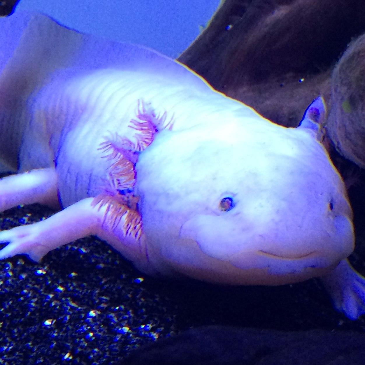 fz_muffinman's profile picture. 