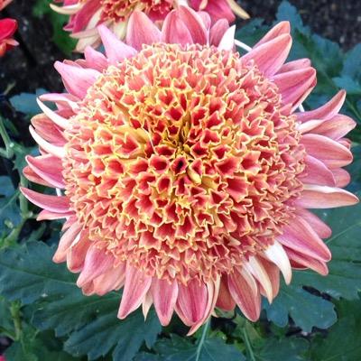 mhowsf's profile picture. 