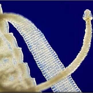 MagicTapeworm's profile picture. Blah Blah Blah Yackity Schmackity