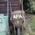 AllyPally Allotments (@allypallyallots) Twitter profile photo AllyPally Allotments (@allypallyallots) Twitter profile photo
