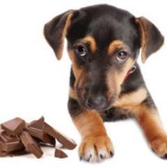 dogsEatingChoc's profile picture. 