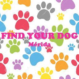 Correo: findyourdog_mid@hotmail.com  Instagram: @findyourdog_mid