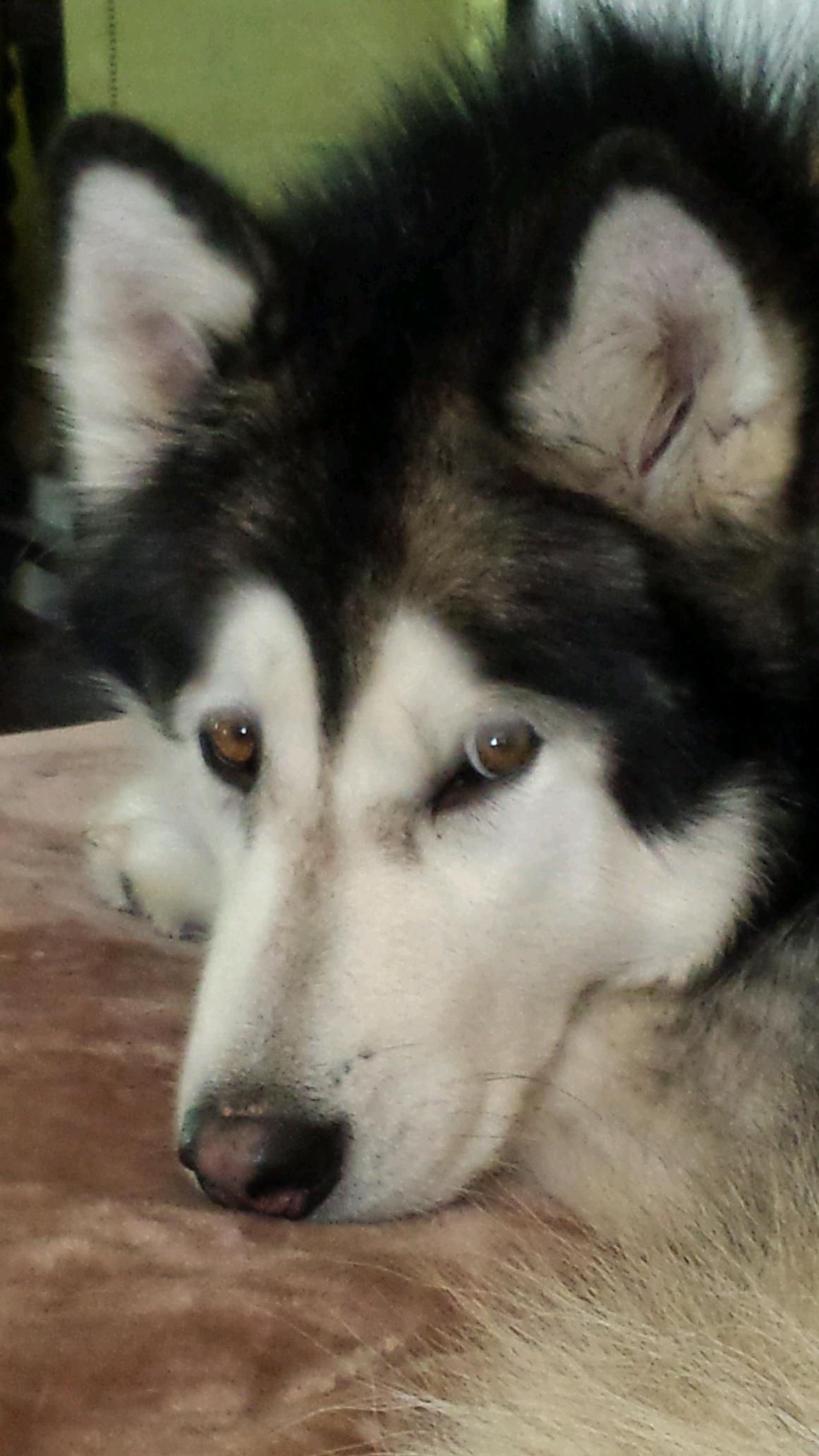 saretat2's profile picture. vegan, animal activist artist of tattoos, pet portraits and more, and owner of two beautiful Alaskan Malamutes, and two gorgeous shar peis, adopt dont shop!