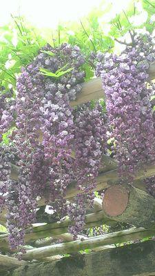 fukufuku165's profile picture. 演劇、ミュージカル、歌舞伎、レビューと舞台大好き人間です。が、現実は時間とご予算が･･･泣 。舞台全ジャンルをカバーするTVチャンネルの登場を待つ！