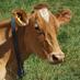 Hinxden Farm Dairy (@hinxdenfarm) Twitter profile photo Hinxden Farm Dairy (@hinxdenfarm) Twitter profile photo