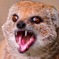 Your daily dose of relatable mongoose moments. A slender, ferretlike carnivore: Herpestes Edwardsi.