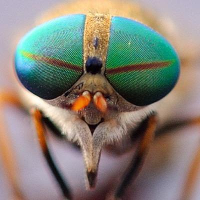 We have populated the Earth for a very long time. We, Blowfly, want only friendship. Please do not mind our friendly tongues.