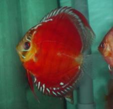 morigeny's profile picture. 40代の男性、食事は全て外食です。いろいろなお店を開拓しながら気ままな外食の余生を過ごしております、あまりTwitterを使いこなせているとは言えませんが、頑張って日々更新しております。みなさん仲良くしていただければと思います。何卒宜しくお願い申し上げます。