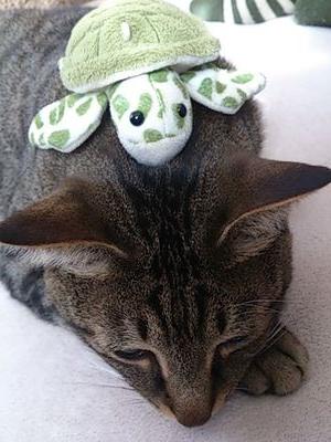 1723turtle's profile picture. 亀梨さんが大好きなお母さんはいふんです。
KAT-TUNも大好き。どんな形になろうとも、ずっと彼らについていきます。
最近は少し詩も読みます♪