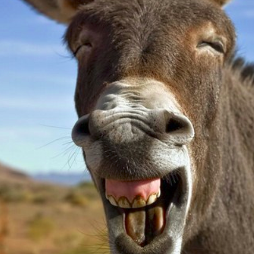 rrohitrockss's profile picture. ekdum burbak