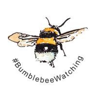 #BumblebeeWatching(@Bumble_Watching) 's Twitter Profileg