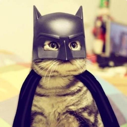 Batcat avatar