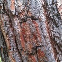 brave timbers (@bravetimbers) 's Twitter Profile