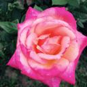 Yolanda Peters - @Yolanda87391882 - Twitter