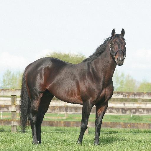 Black Minnaloushe is a dual group 1 winning son of the mighty Storm Cat out of the superb broodmare Coral Dance. A prolific sire of champions worldwide.