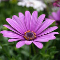 JOzerajtys's profile picture. 