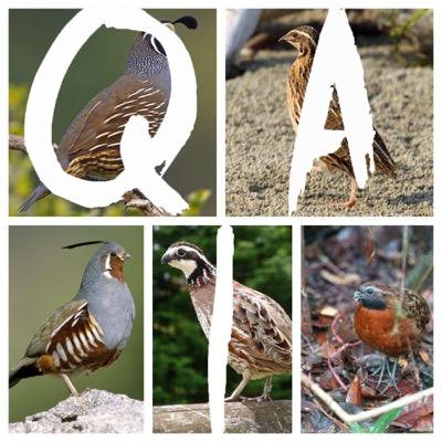 An organization dedicated to the advocation for quail and quails' rights. Quailest and proud. Email us at quailest.international@gmail.com