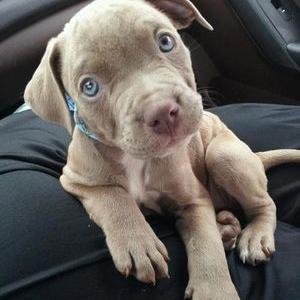 lps pitbull dog