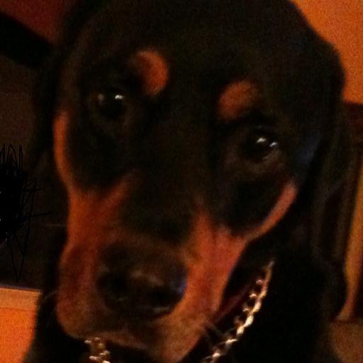 RottweilerHome Profile Picture