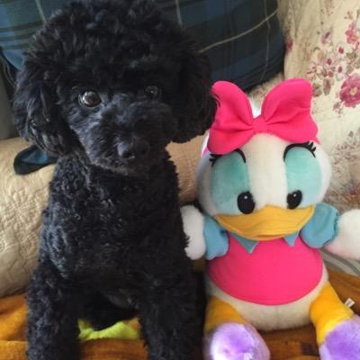 ranran_0306n's profile picture. アイコンは愛しのらんちゃんでヘッダーはメロメロラブリーマイドッグのれんげちゃんです