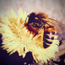 Anthropology of bees and beekeeping.