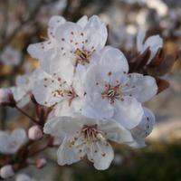 Enviro RoswayWalking (@roswayenviro) 's Twitter Profile