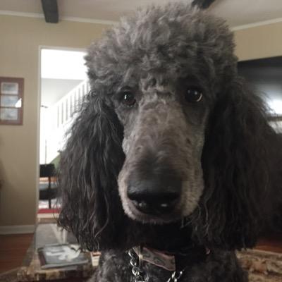 Verticaldog's profile picture. Happy pup of a great guy.