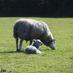 SedberghSheepFest (@sedberghsheep) Twitter profile photo SedberghSheepFest (@sedberghsheep) Twitter profile photo
