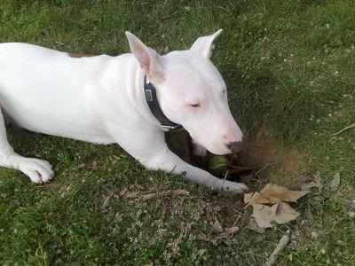 Puntas72chancho's profile picture. España