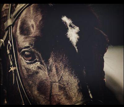 resia7657's profile picture. 京都大学競馬研究会    三連複、三連単  展開、適性、ラップ予想