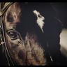 resia7657's profile picture. 京都大学競馬研究会    三連複、三連単  展開、適性、ラップ予想