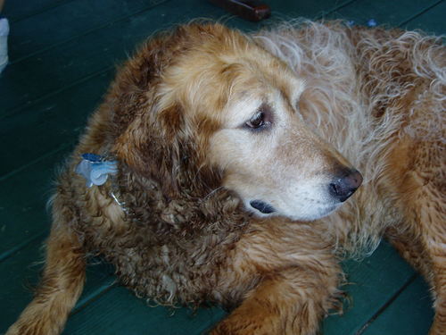 Apple enthusiast, UCLA bruins fan,, dog lover