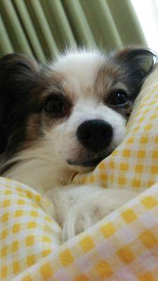 pkmf1113's profile picture. 主に情報収集用です。
よろしくお願いします。