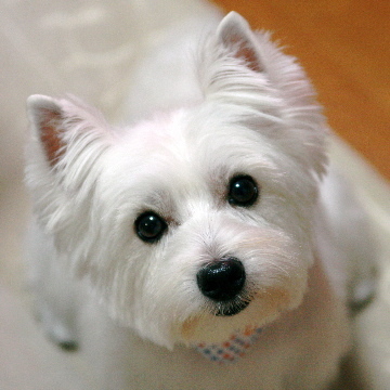 音楽と犬が好きな芥社員。よしなしごとをそこはかとなく。北海道産。オーボエ吹き。ウェスティのラク2021年4月21日生まれ♂。アイコンはラテ♀2021年6月26日🌈14才。ハルモニアウインドアンサンブル 。なごみ管弦楽団。fan:zabadak/十二国記 ほしいものリスト https://t.co/40FIY4kO6C 🍠