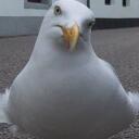 Bill Meyers - @Apolladora - Twitter