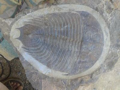 Experience in excursión geology
seller and preparator of trilobite