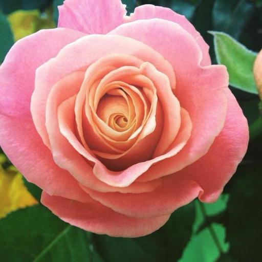 Florist, 28 High street, Biggleswade. 01767 600365