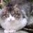 猫人のアイコン