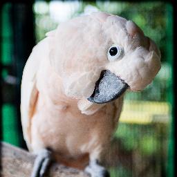 parrot_freak Profile Picture