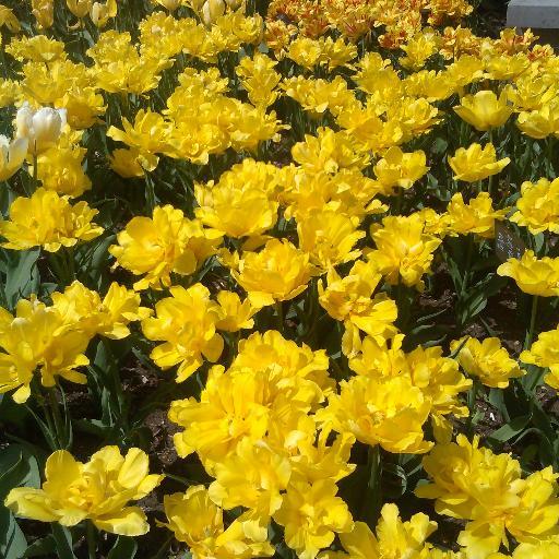 dorilevinejazz's profile picture. Jazz vocalist, voice teacher, vocal coach, vocal improviser, interpreter of jazz standards