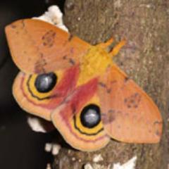 Entomologist, primary group of interest - Lepidoptera. 
@FloridaMuseum